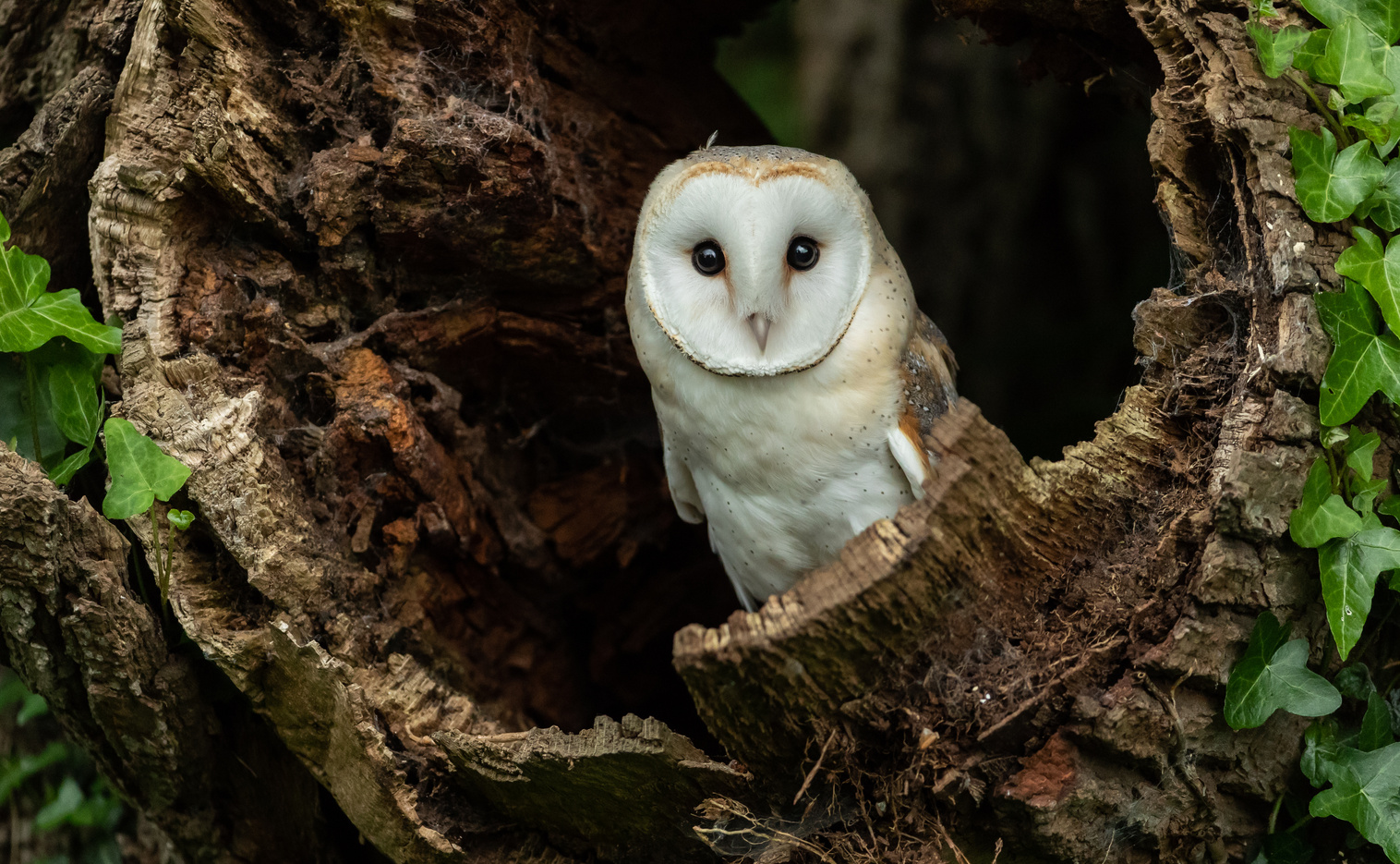 Barn Owl